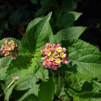 Lantana camara L.